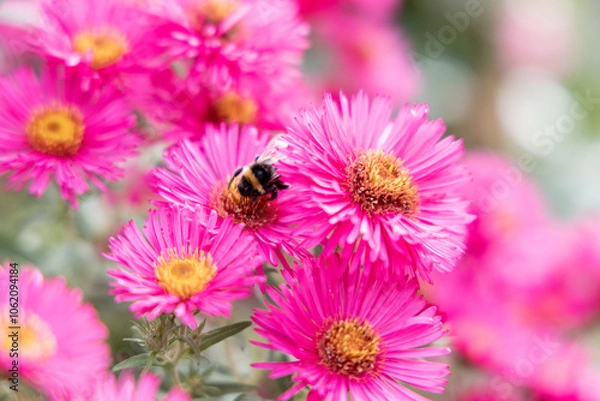 Obraz a bumblebee on a pink flower collects pollen