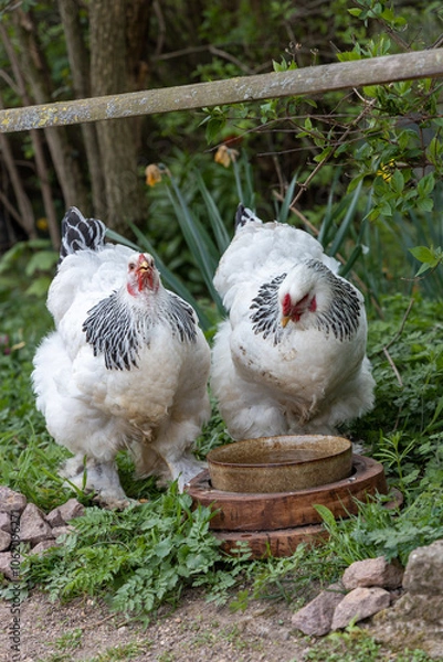 Obraz Brahma chickens make a zoo unsafe