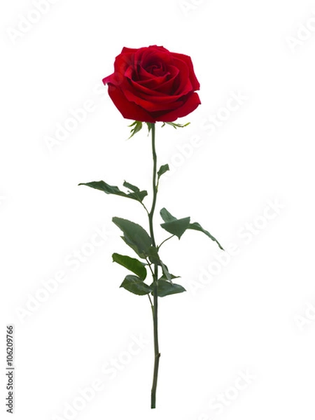 Obraz Jasna czerwona róża