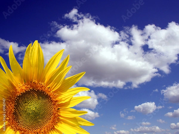 Obraz słonecznik