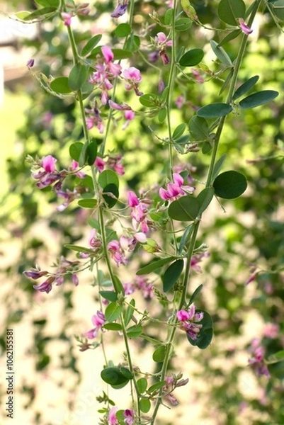 Fototapeta 秋に咲くハギの花