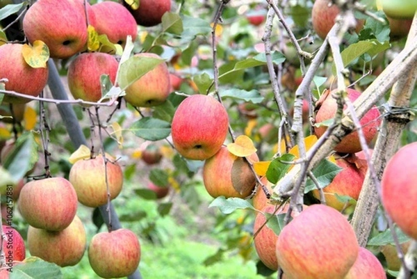 Fototapeta たわわに実るリンゴ