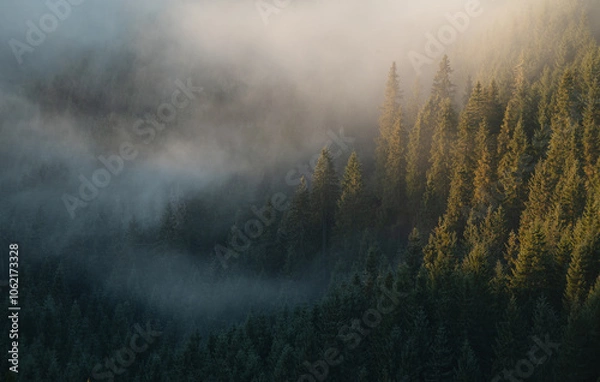 Obraz Misty morning in the forest. Sunlight over the foggy forests.