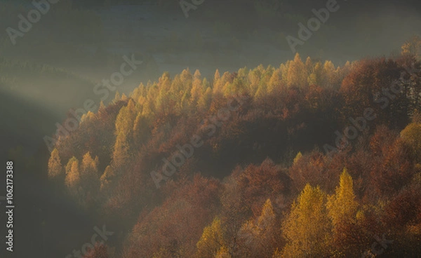 Obraz Autumn scene forest Carpathian Mountains Europe photo.