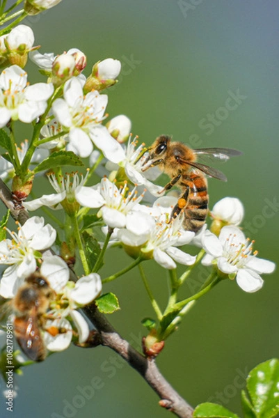 Obraz Biene an einer Blüte