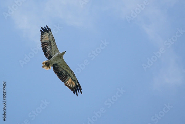 Obraz weißbauchseeadler mit Beute
