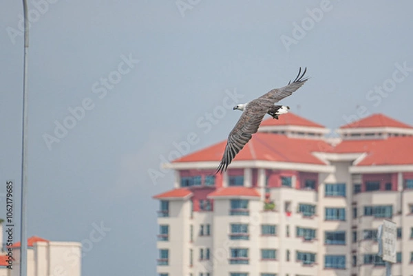 Obraz Weißbauchseeadler in Singapur