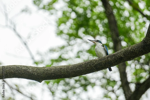 Obraz Eisvogel