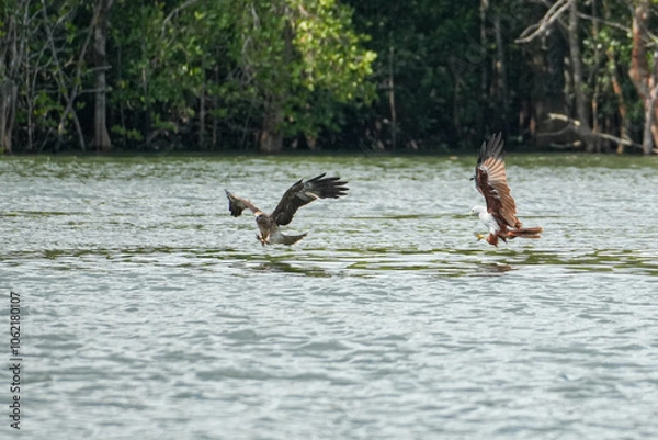 Obraz Brahmineneweihe und Adler beim Jagen
