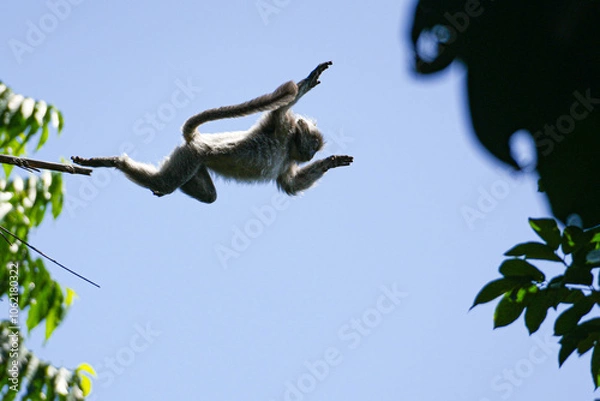 Obraz Affe im Sprung