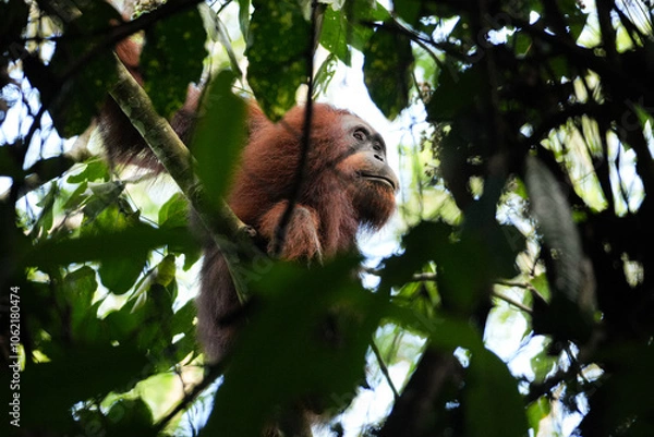 Obraz Orang-Utan in einer Baumkrone