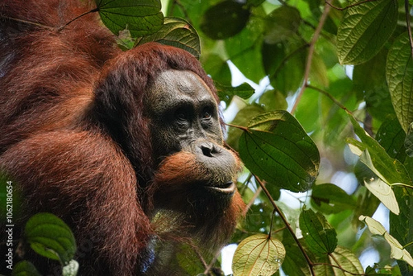 Obraz Orang-Utan im Porträt