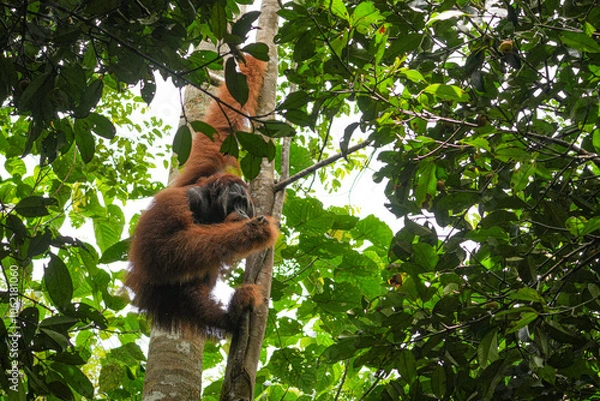 Obraz Orang-Utan Männchen im Regenwald