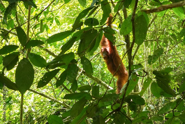 Obraz Orang-Utan Weibchen im Regenwald