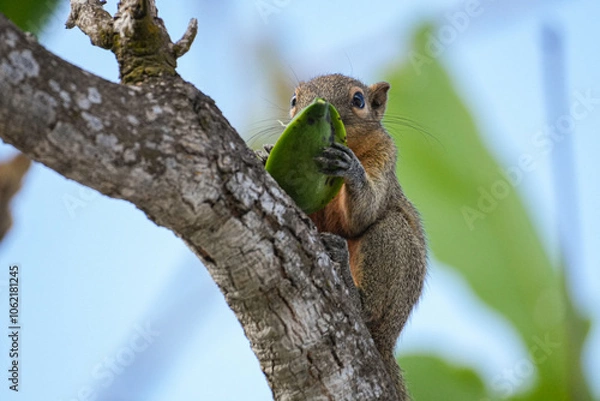 Obraz Streifenhörnchen mit einer Frucht