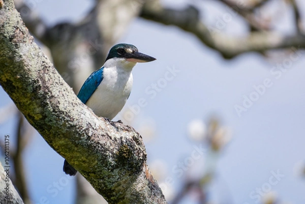 Obraz Eisvogel auf einem Ast