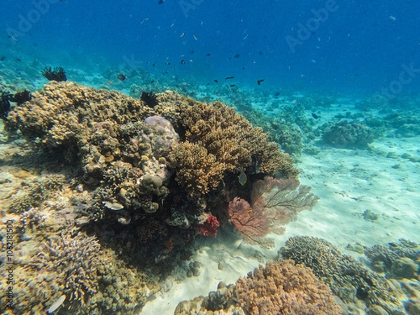 Obraz Unterwasserwelt in Bali