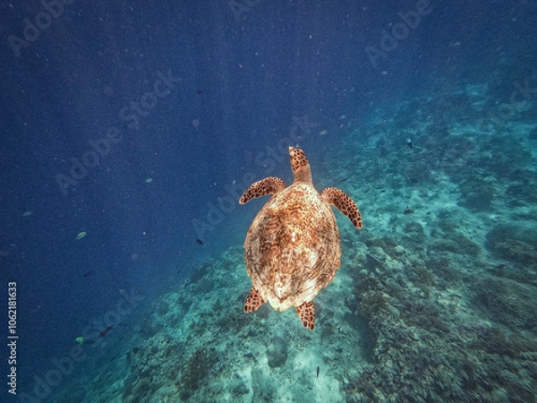 Obraz Meeresschildkröte