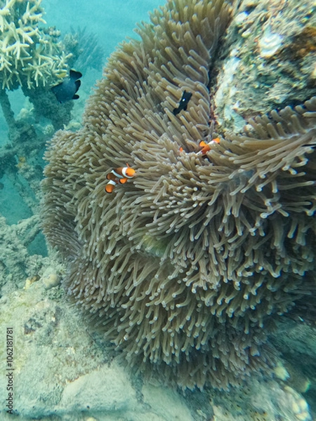 Obraz Clownfisch in einer Anemone