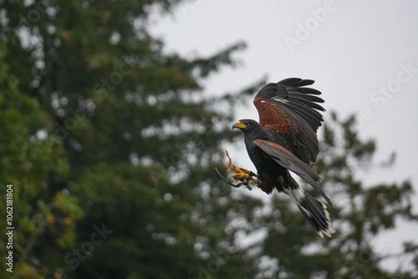 Obraz Wüstenbusssard im Flug