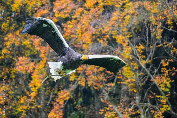 Obraz Russischer Riesenseeadler