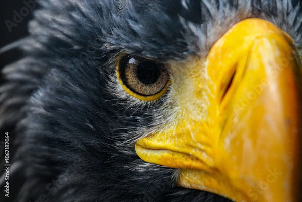 Obraz Russischer Riesenseeadler in der Nahaufnahme