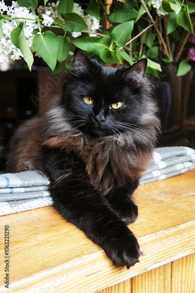 Fototapeta Fluffy black cat with bright eyes relaxing on the windowsill surrounded by green leaves and flowers