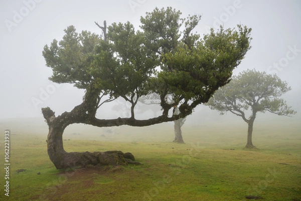 Fototapeta Laruel trees in Fanal forest in Madeira during fog