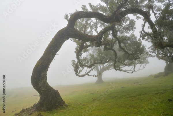 Fototapeta Old ancient tree in Fanal forest in Madeira