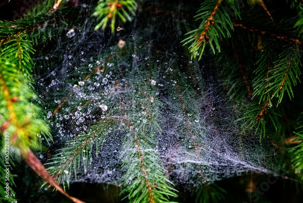 Obraz Spinnennetz mit Wassertropfen in Tanne