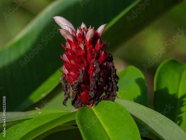 Obraz Fleurs de Polynésie