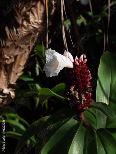 Obraz Fleurs de Polynésie