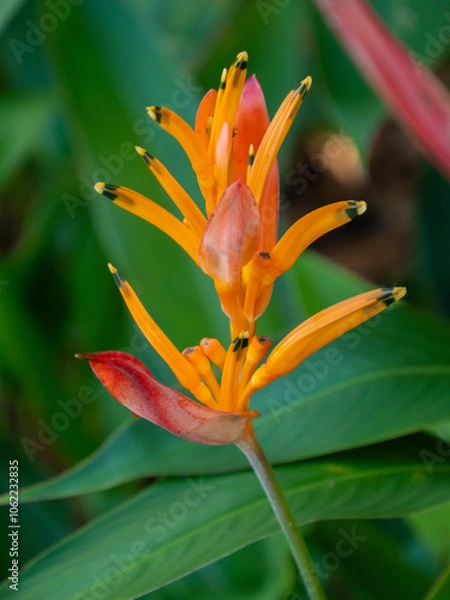 Obraz Fleurs de Polynésie