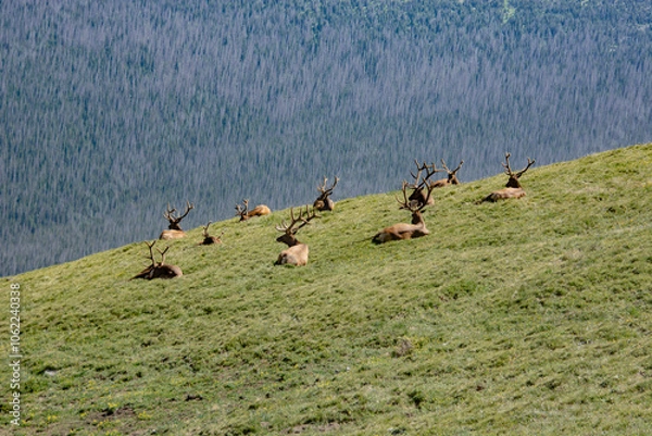 Obraz Rocky Mountain Elk