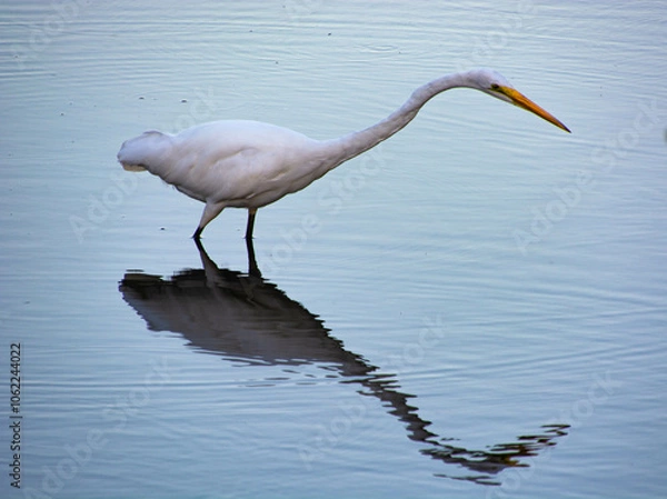Obraz Great Egret