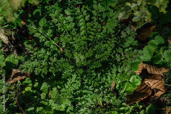 Obraz Star formed plant