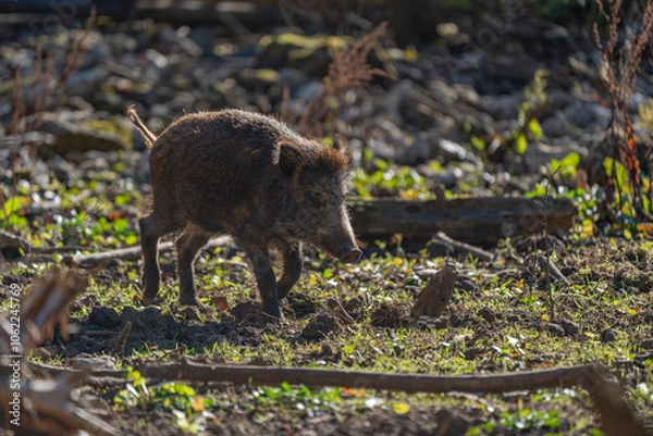 Obraz Wild young pig