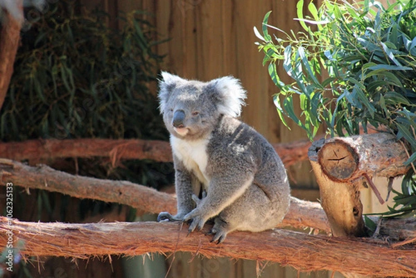 Obraz Koala Bear in Australia