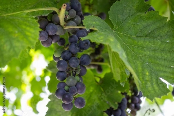 Fototapeta Grapes growing in a vineyard under sunlight during the summer season