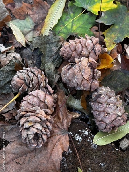 Obraz pine cones on the ground