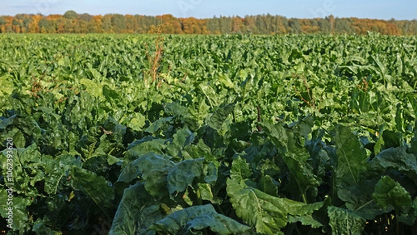 Fototapeta Beet field on an autumn day