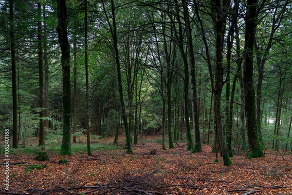Obraz une forêt au sol couvert de feuilles rouges