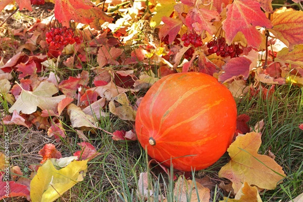 Fototapeta Red winter squash against the background of autumn viburnum