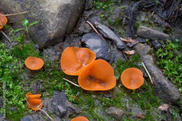 Fototapeta Aleuria aurantia mushroom on the forest path. Known as orange peel fungus. Group of edible orange mushroom in the forest.