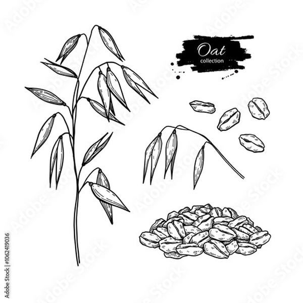 Fototapeta Oat plant, ears, grain and oat flakes vector drawing. Oatmeal breakfast food sketch. Hand drawn illustration