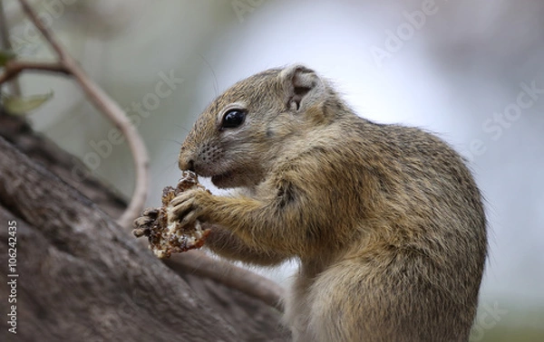 Fototapeta squirrel.