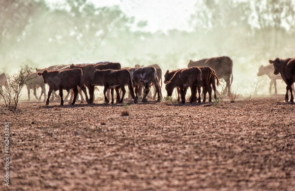 Fototapeta Beef cattle on a Northern Territory cattle station