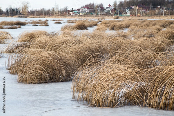 Obraz Трава на озере
