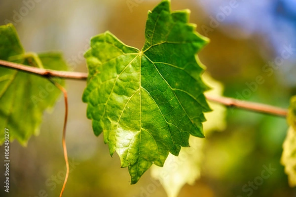 Obraz grape vine leaves with a blurred background