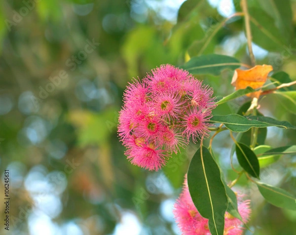 Obraz Blossoming eucalyptus tree